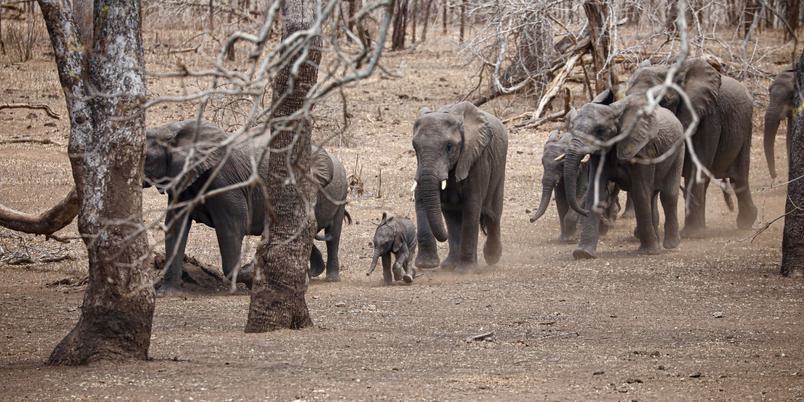 Majete elephant herd walking through bush CA