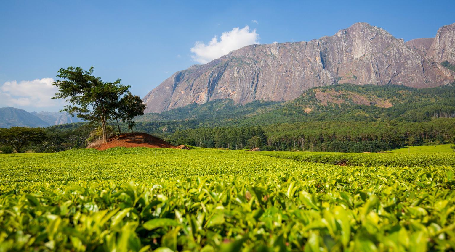 Malawi Mulanje Massif mountain SS