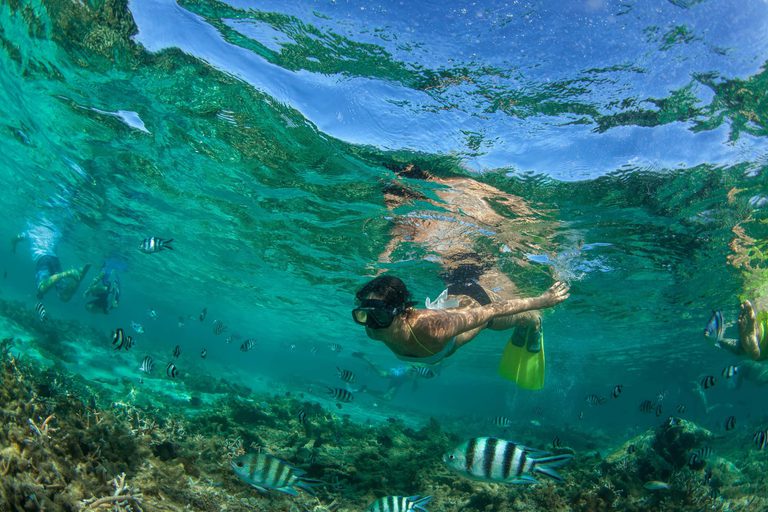 Snorkelling fish Mauritius