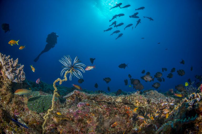 White Pearl Diving
