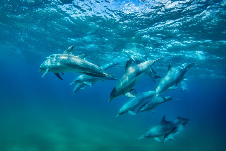 White Pearl Resident Dolphins