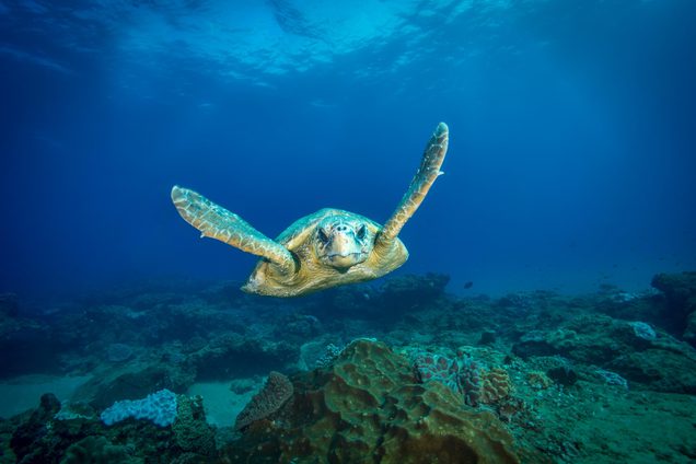 White Pearl Turtle