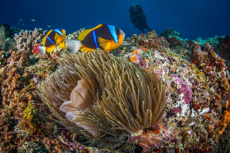 White Pearl marine life