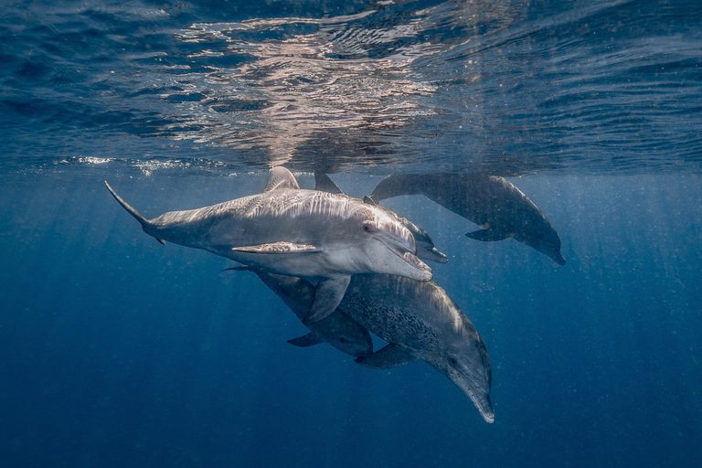 White Pearl swimming with dolphins