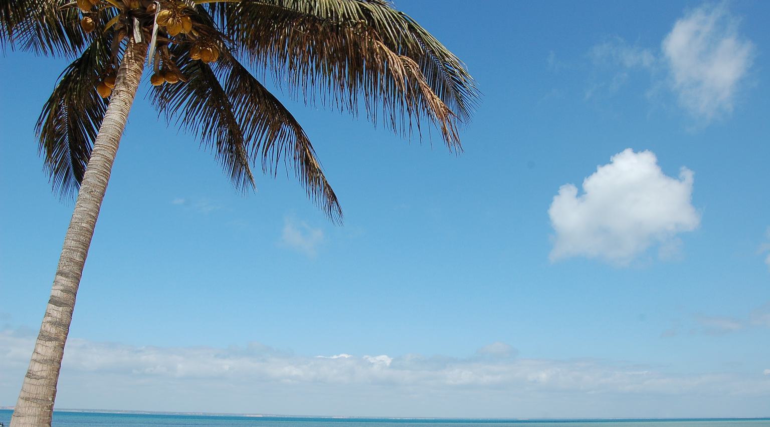 Benguerra beach Palm tree SS