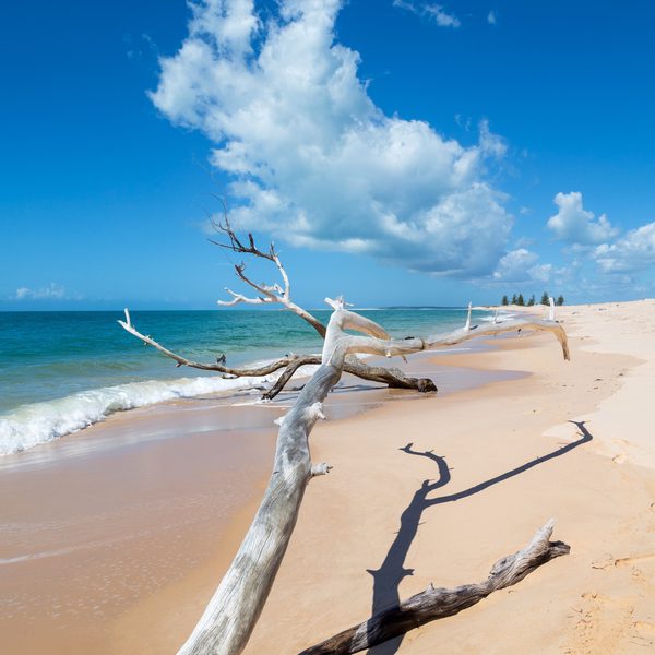 Driftwood on Mozambique Beach SS