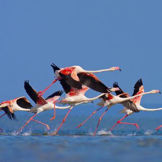 Flamingos in Mozambique SS SQUARE