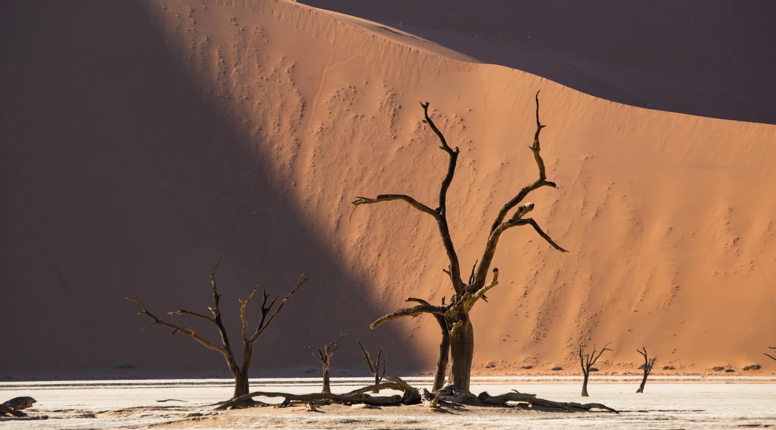 Petrified Trees in Deadvlei Sossusvlei Camp Sossus