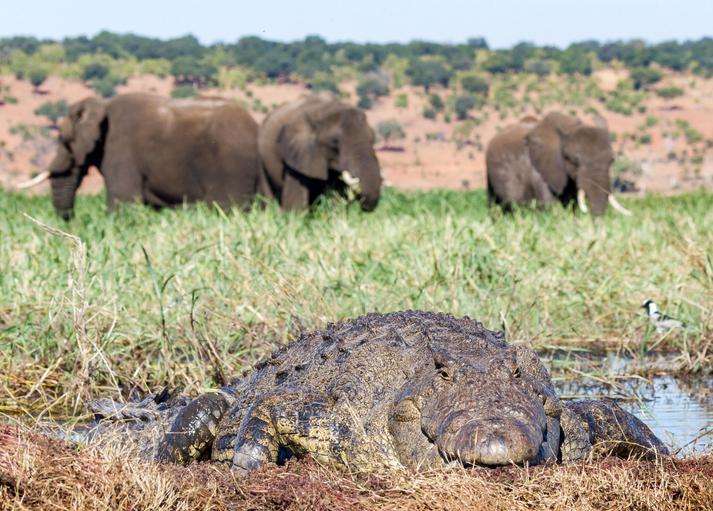Chobe Savanna Lodge Wildlife