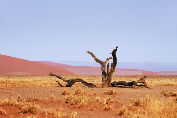 SS 167004044 Sossusvlei Dead Valley Tree