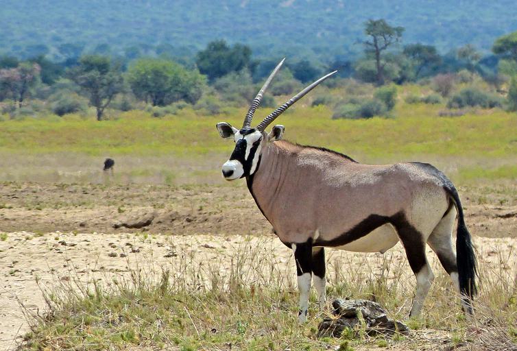 GocheGanas Wildlife Oryx