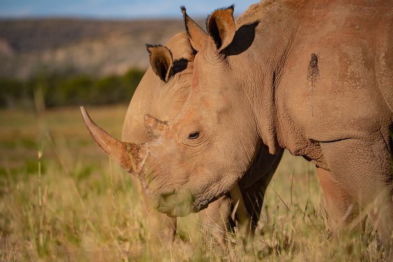 White Rhino Namibia Goche Ganas Lodge