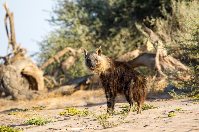 Hoanib Skeleton Coast Camp Hyena