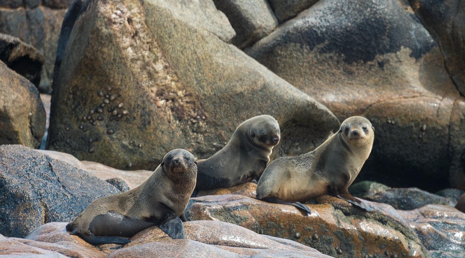 Seals on rocks Wilderness Hoanib Skeleton Coast Camp