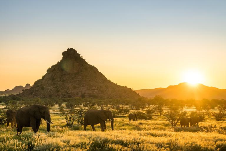 Herd of Desert Adapted Elephants in front of Damaraland Rock Outcrop Mowani Mountain Camp
