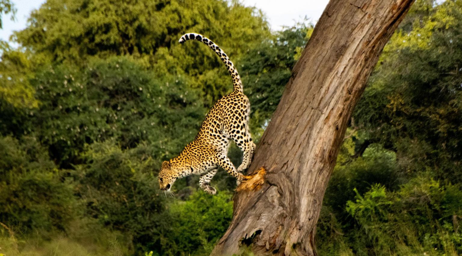 Leopard running down tree Nambwa Tented Lodge