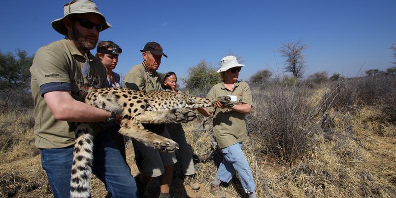 Africat Vet Check Ultimate Safaris