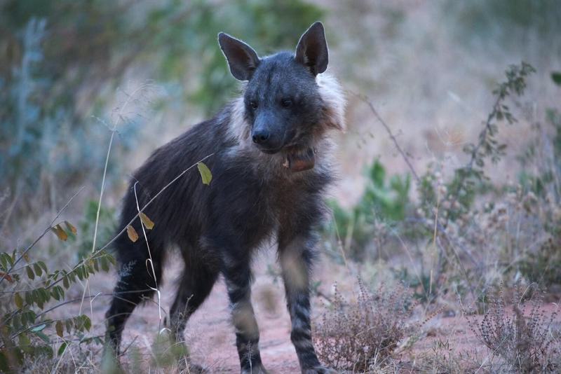 Brown Hyena Okonjima