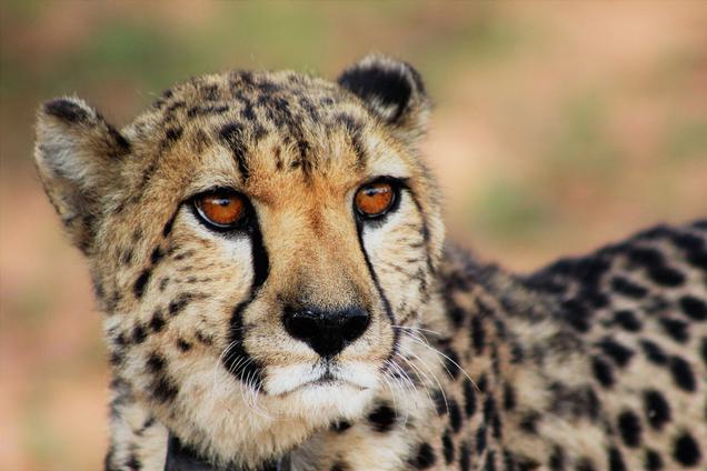 Cheetah close up africat research education Okonjima