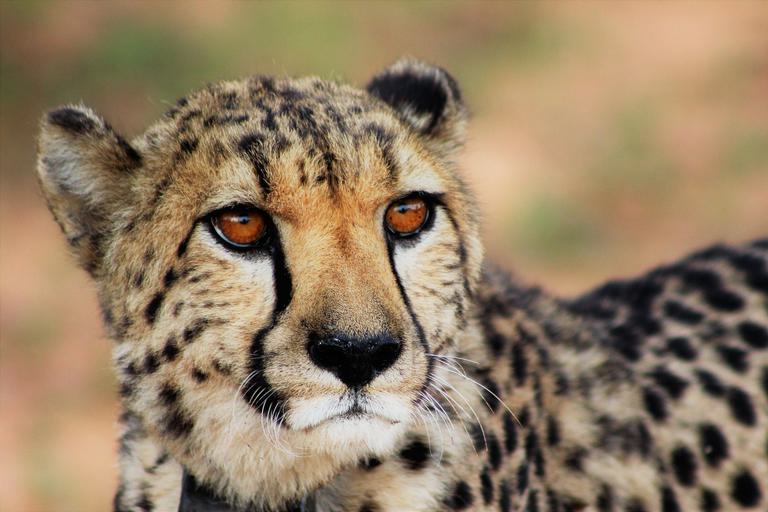Cheetah close up africat research education Okonjima