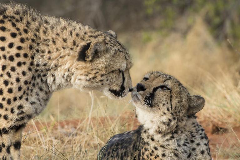 Cheetahs Okonjima day centre