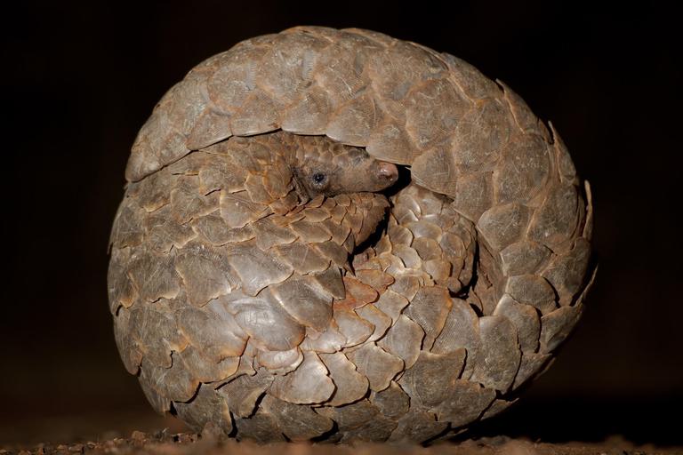 Okonjima Pangolin credit Chris Peckham