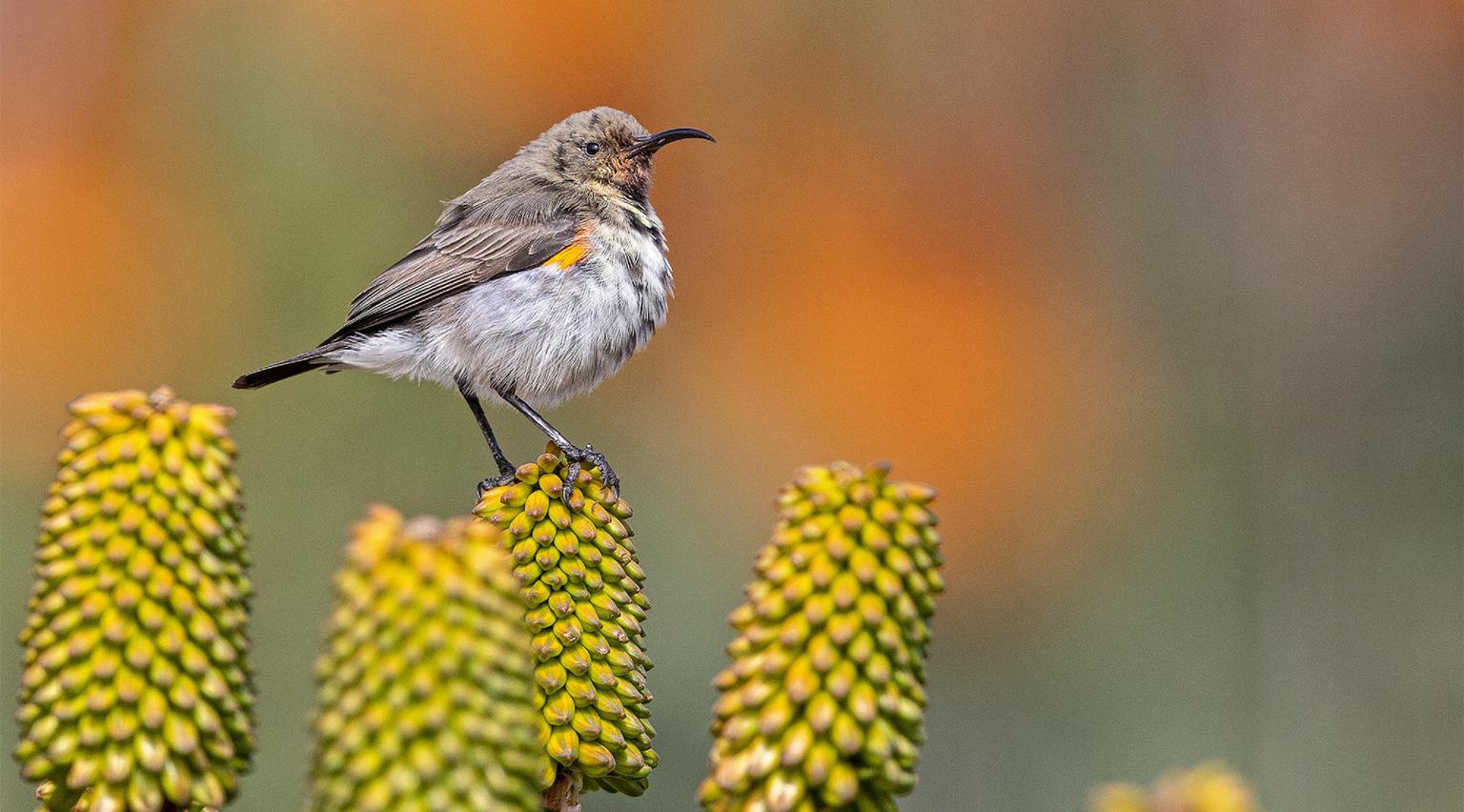 Okonjima Reserve Dusky Sunbird
