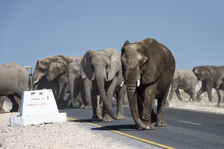 Elephant herd crossing road in Etosha Ongava Tented Camp