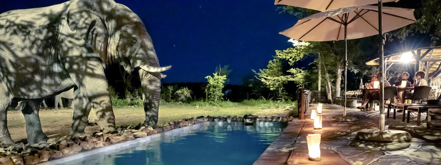 Ongava Tented Camp Elephant at pool at night