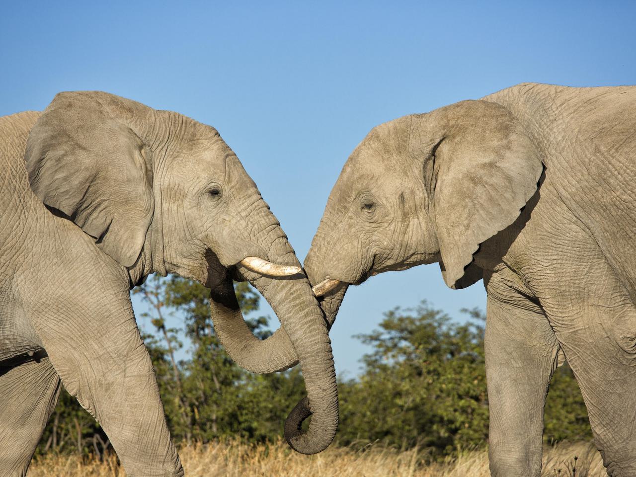 Safarihoek Lodge Elephant