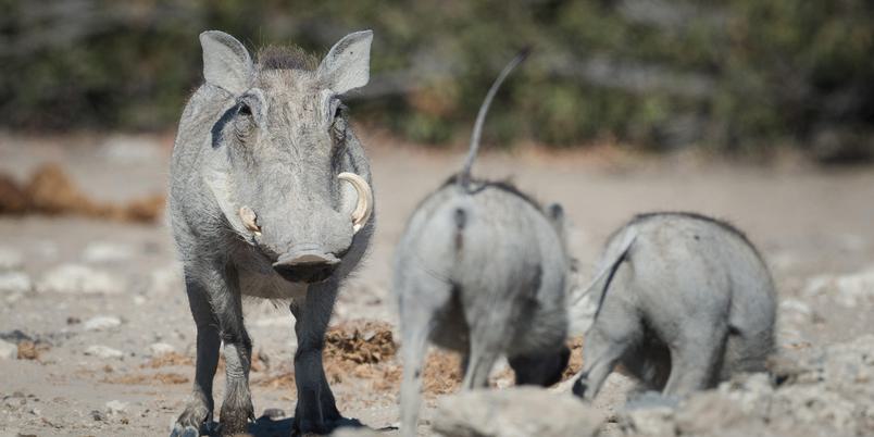 Safarihoek Lodge Warthogs