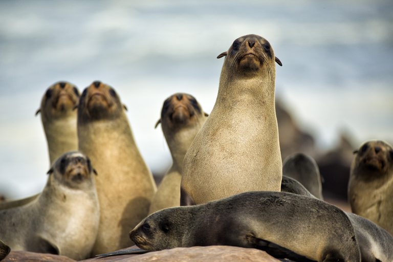 Shipwreck Lodge Seal colony Heads Up
