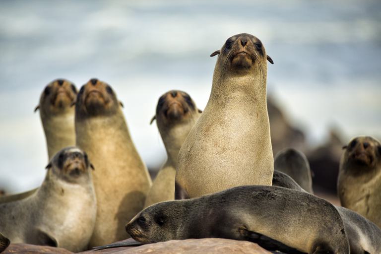 Shipwreck Lodge Seal colony Heads Up