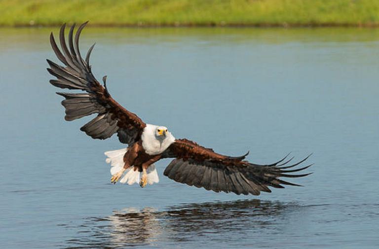 Zambezi Queen Fish Eagle