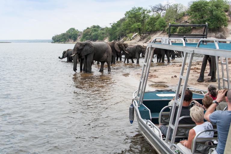 Zambezi Queen Game Viewing