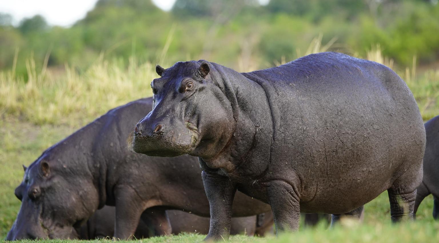 Zambezi Queen Ichingo Hippos