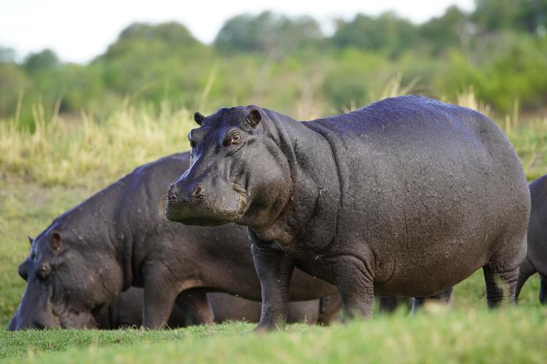 Zambezi Queen Ichingo Hippos