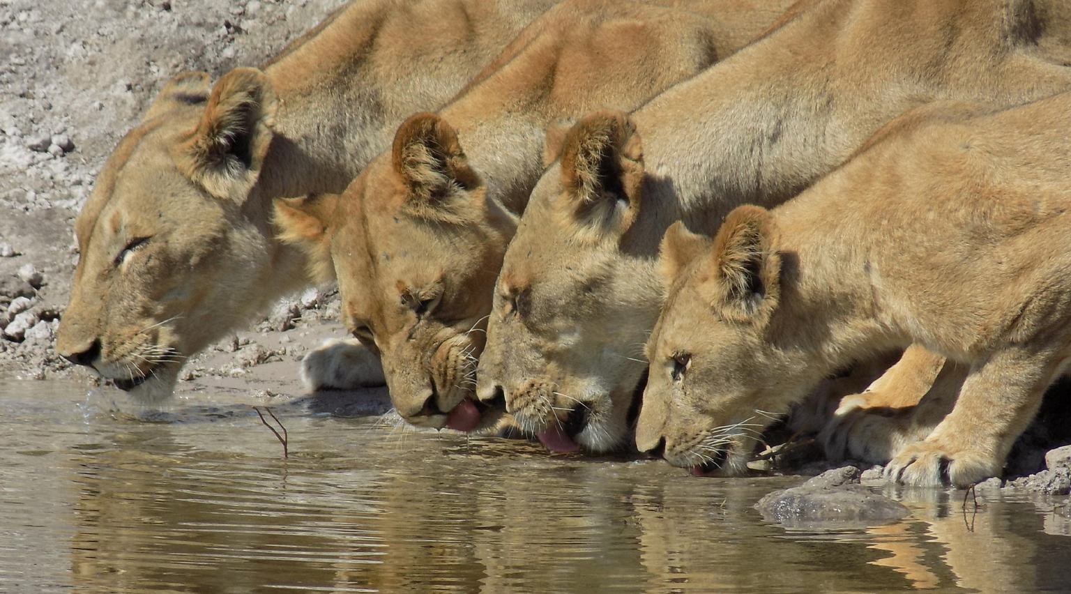 Zambezi Queen Thirsty Lions