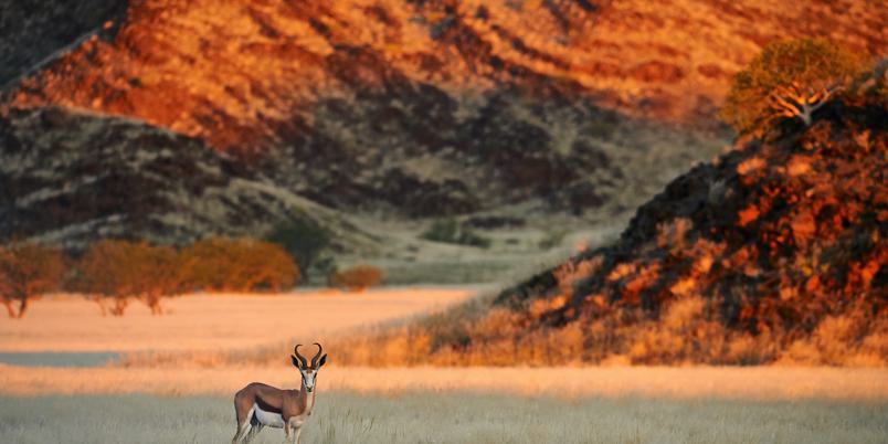 Damaraland Springbok SS