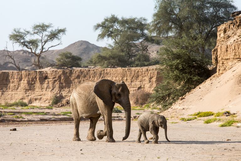 Desert Adapted Elephant in Damaraland river bed Ultimate Safaris