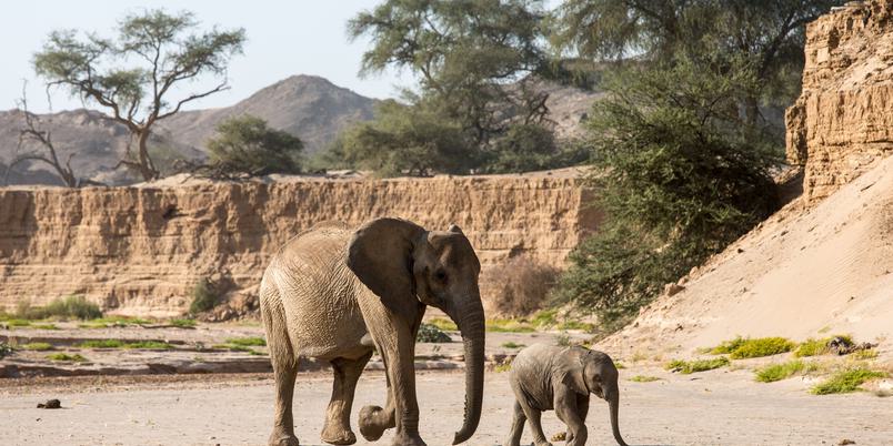 Desert Adapted Elephant in Damaraland river bed Ultimate Safaris