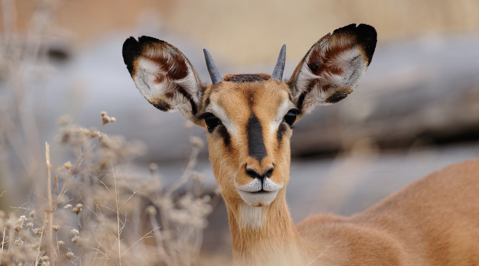 Black faced Impala Etosha SS
