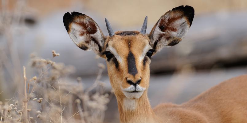 Black faced Impala Etosha SS