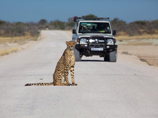 Cheetah in road jeep Etosha Itinerary Hero