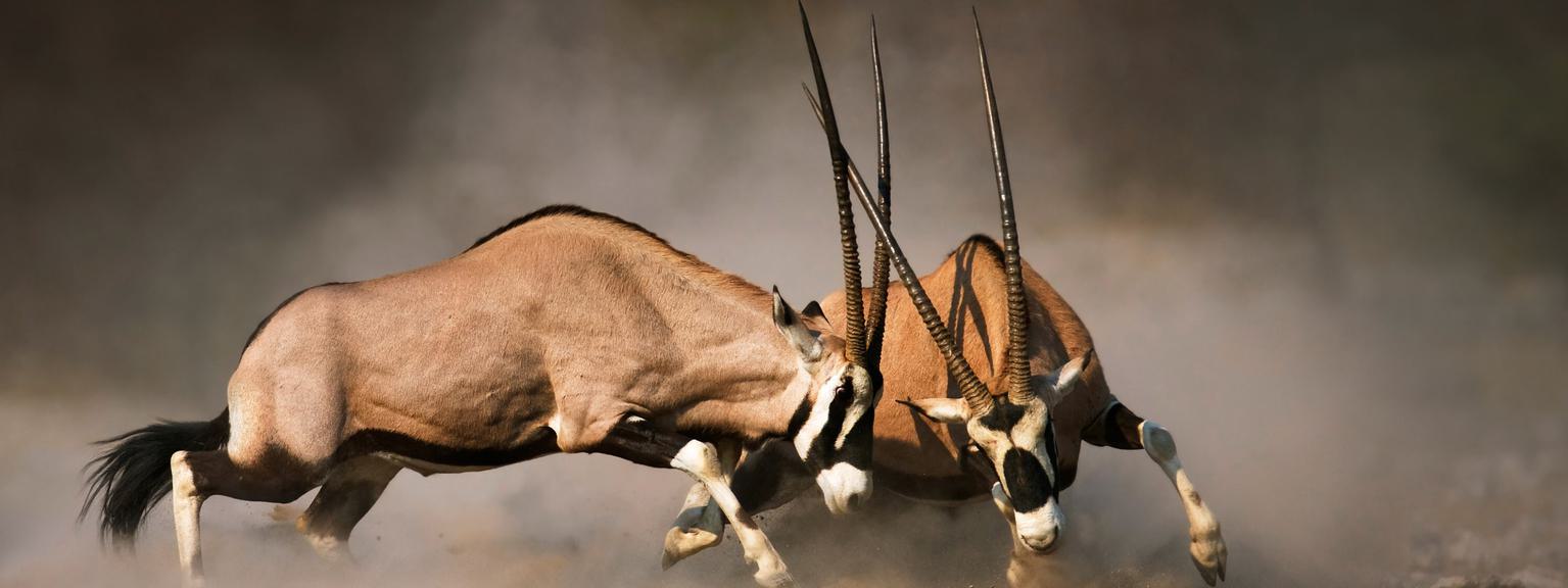 Etosha Gemsbok SS