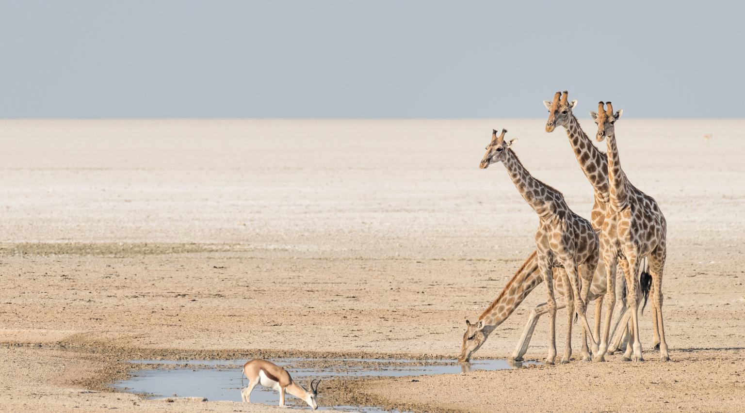 Etosha Giraffes SS