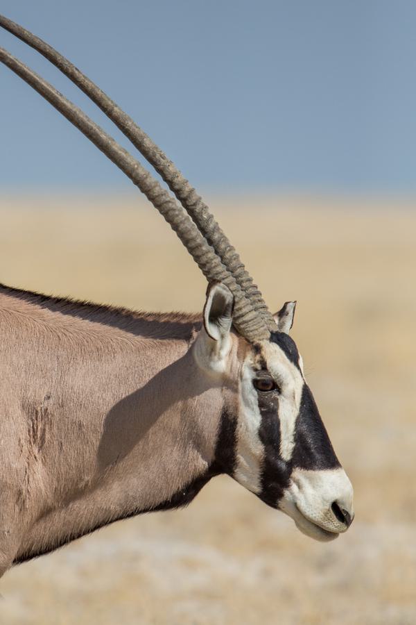 Etosha Oryx SS portrait