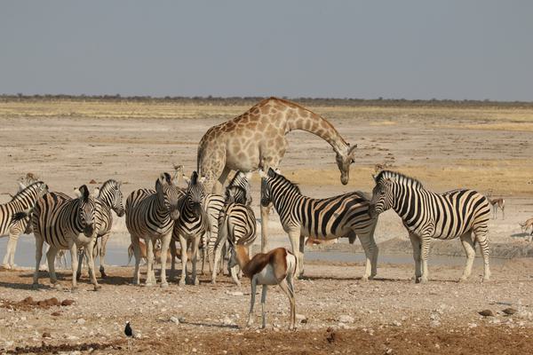 Giraffe Zebra Springbok at Etosha Waterhole Ultimate Safaris