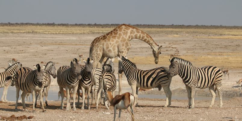 Giraffe Zebra Springbok at Etosha Waterhole Ultimate Safaris