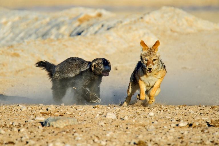 Honey Badger chasing Jackal in Etosha SS